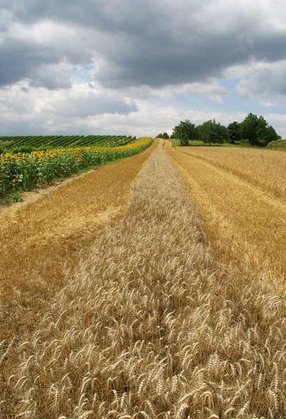 Polje1 by matyuk