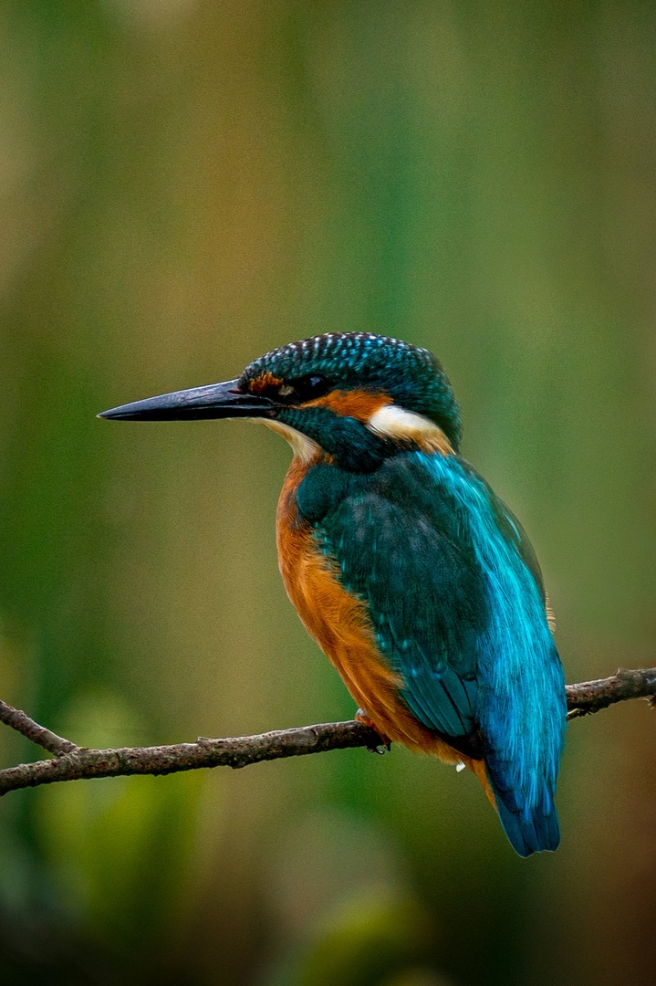 Kingfisher by Uroš Gorenšek