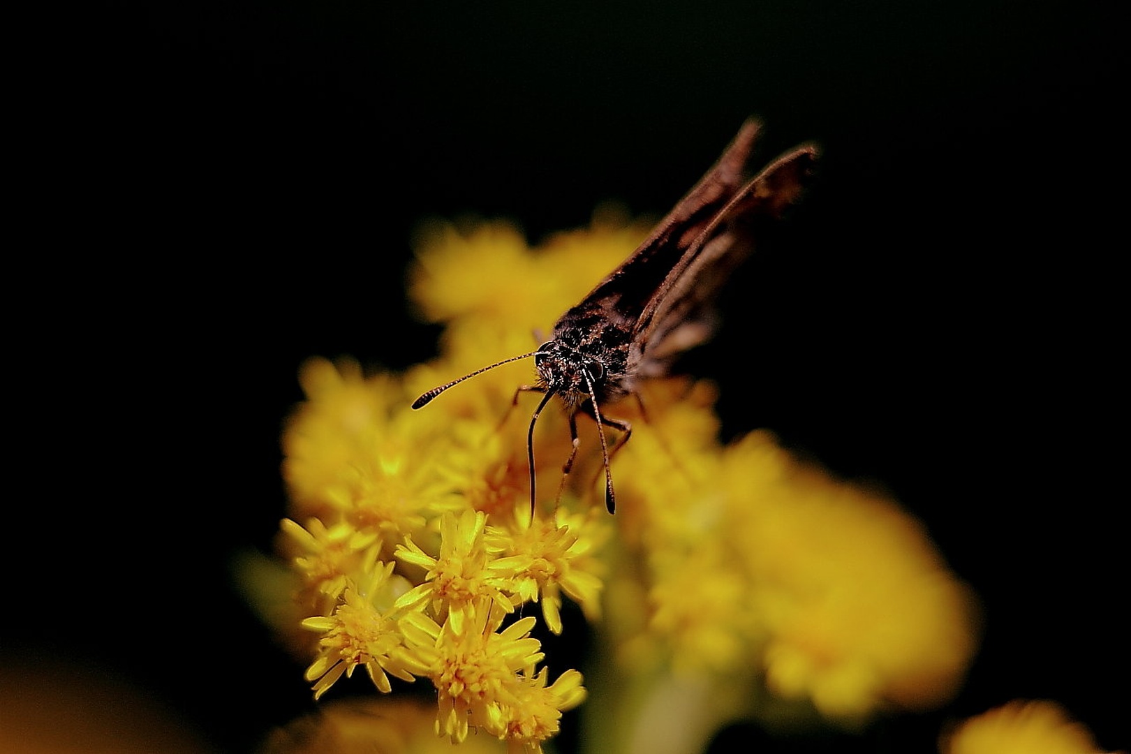 Hm je slastno by Gregory Senica