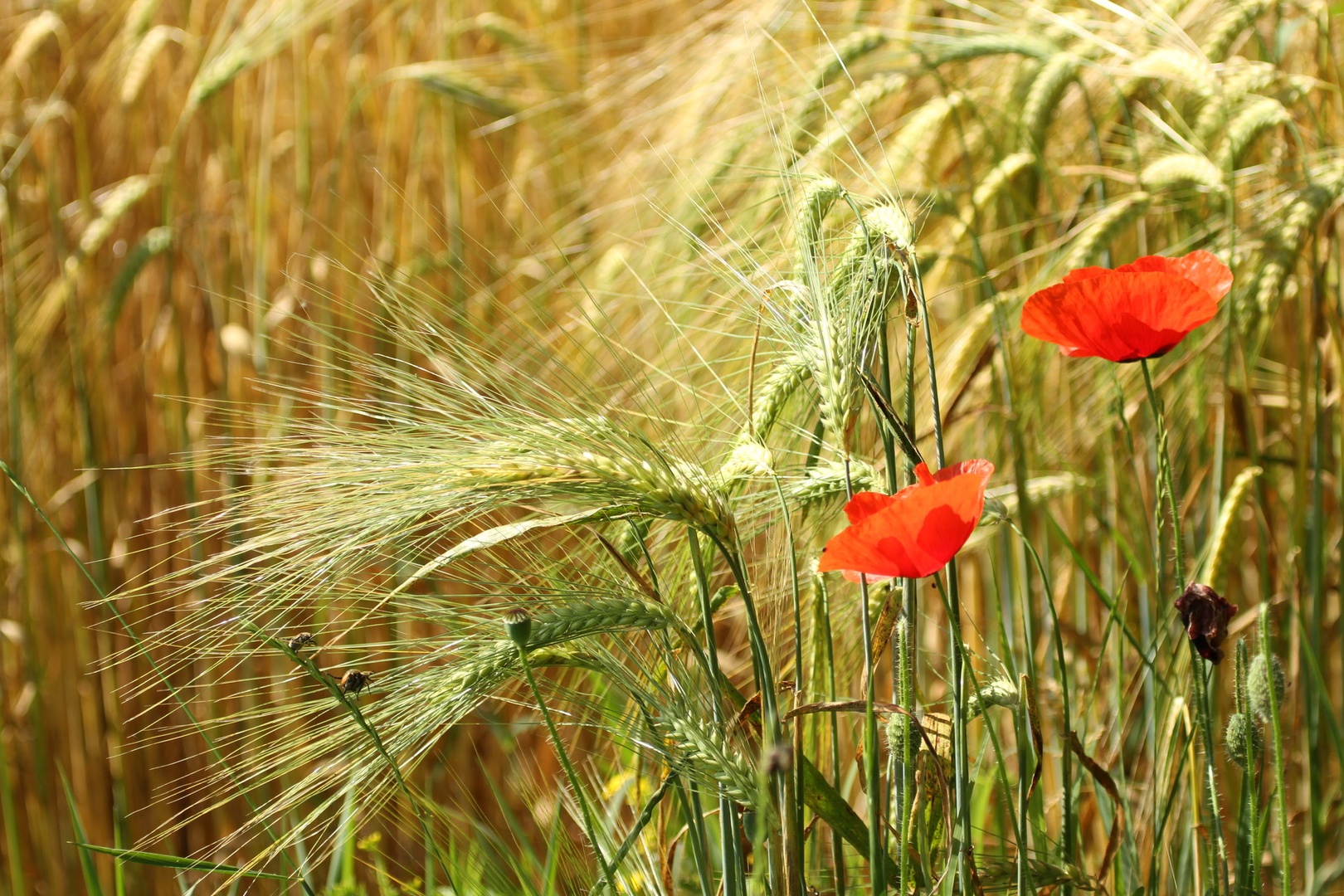 Žitno tihožitje by Gregory Senica