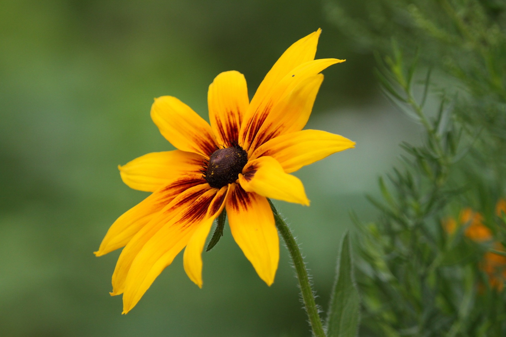 Rudbekija by Gregory Senica