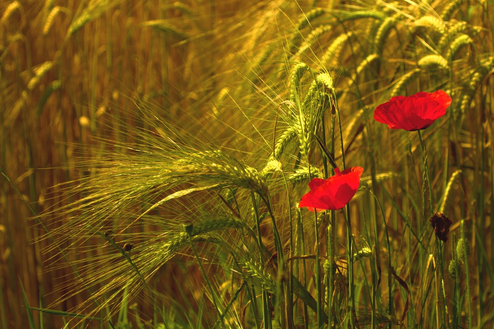 Polje by Gregory Senica