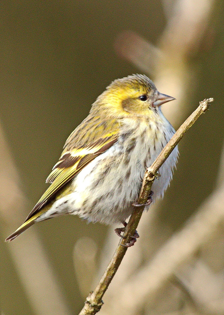 Čižek by Gregory Senica