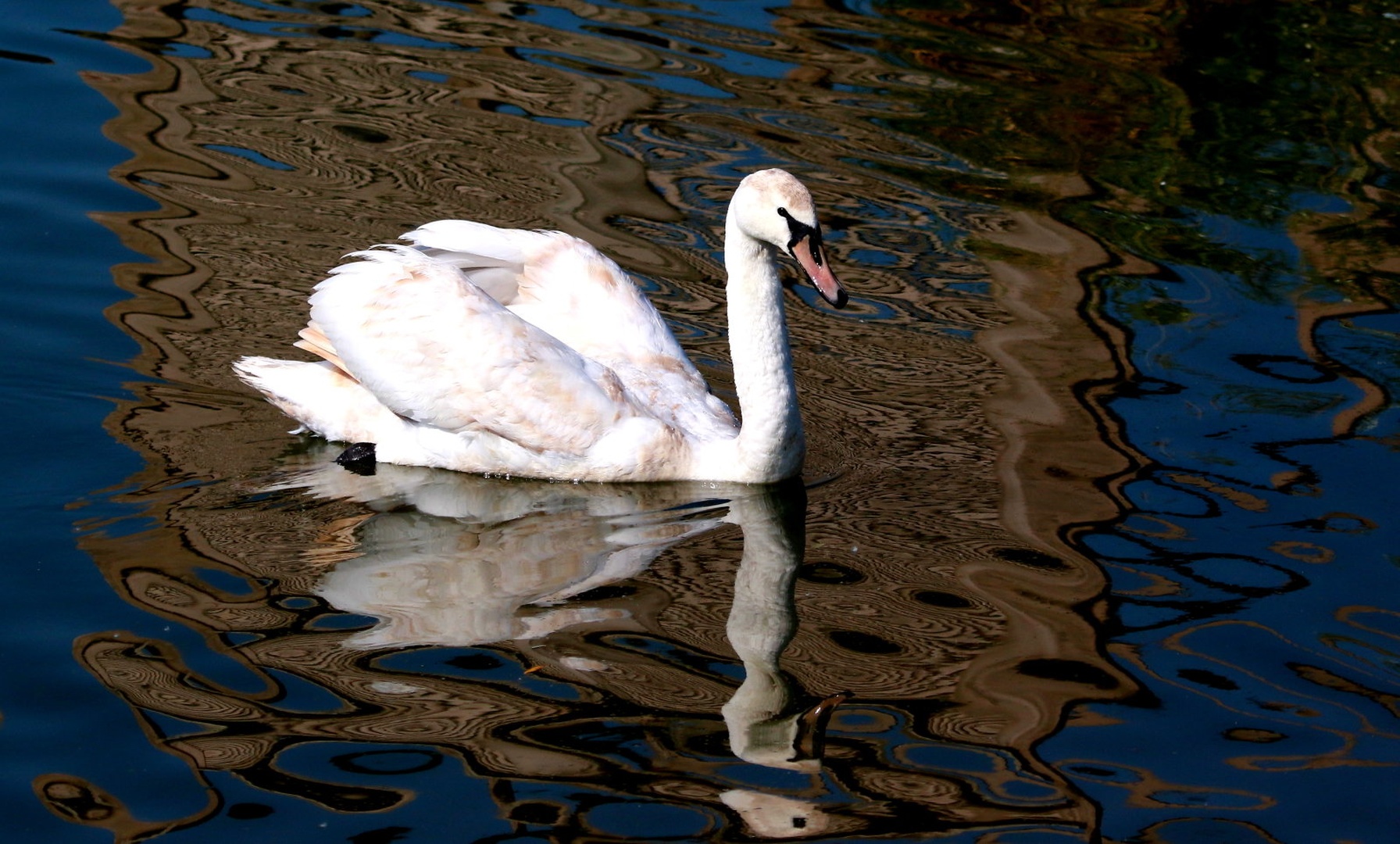 Odsev by Gregory Senica