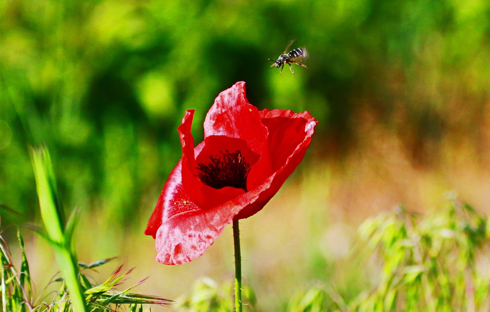 Bzzzzz by Gregory Senica