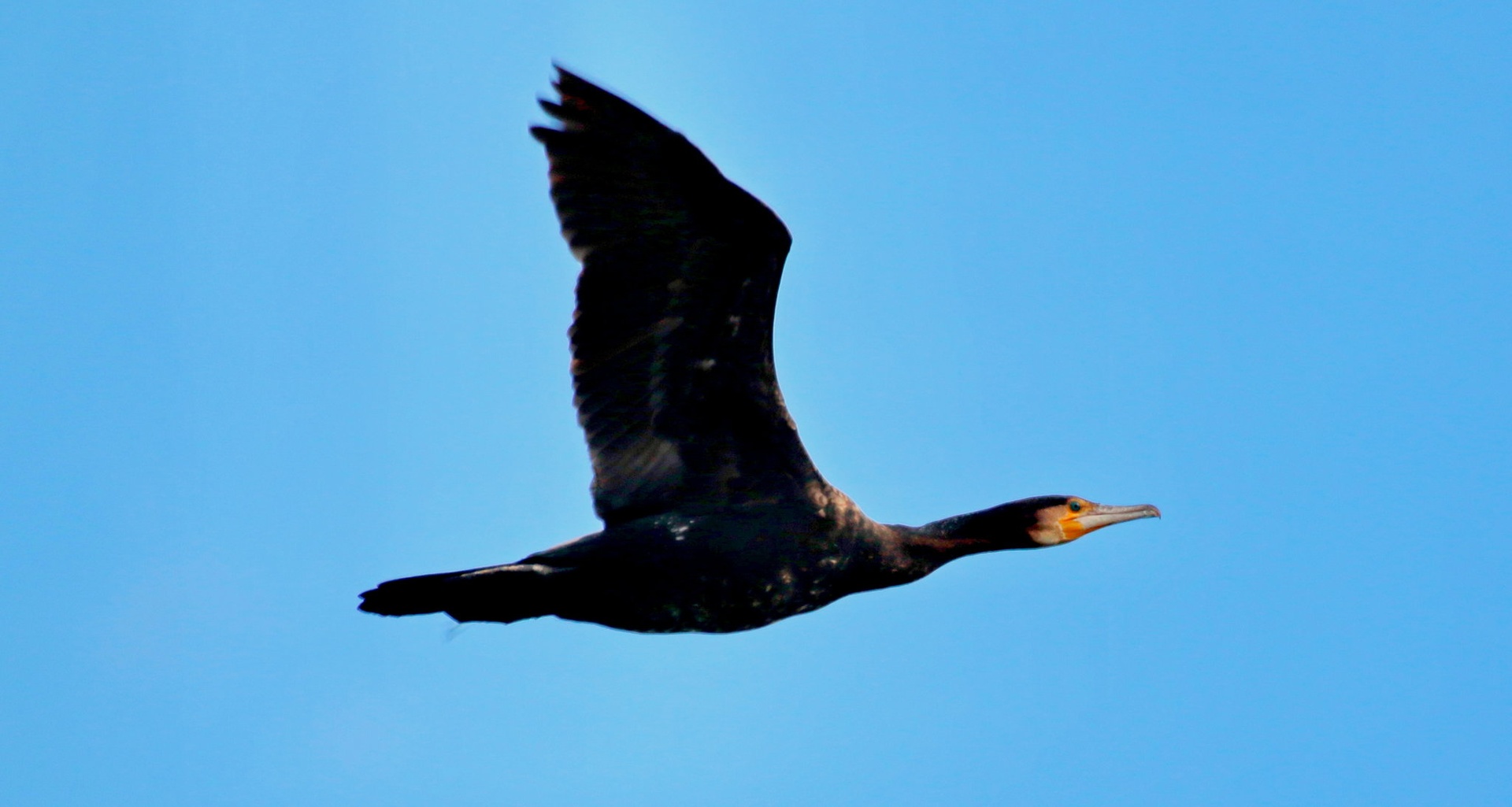 Kormoran by Gregory Senica