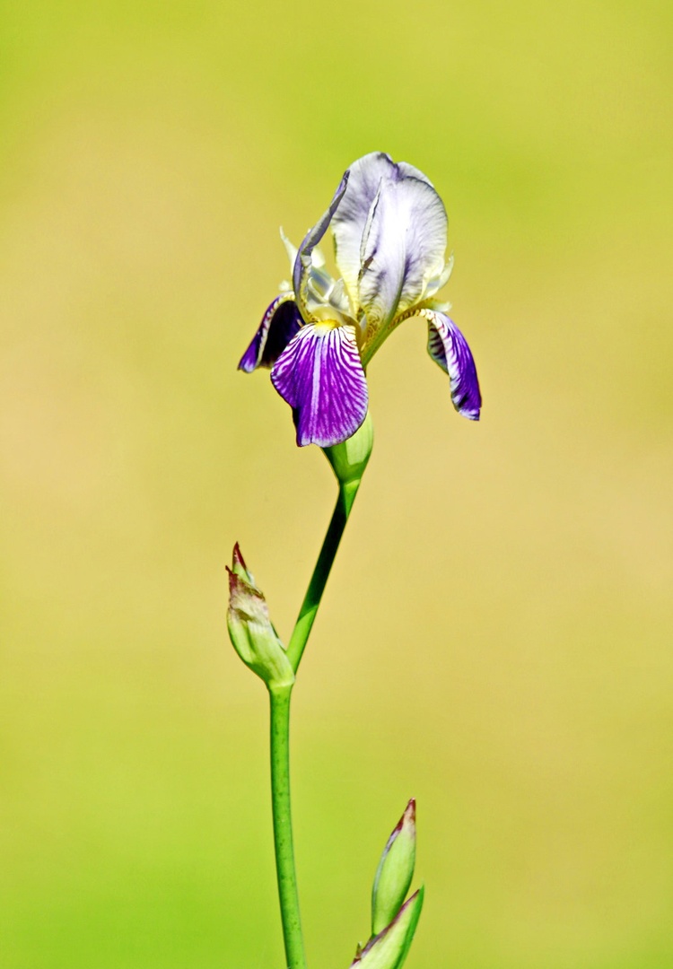 Iris by Gregory Senica