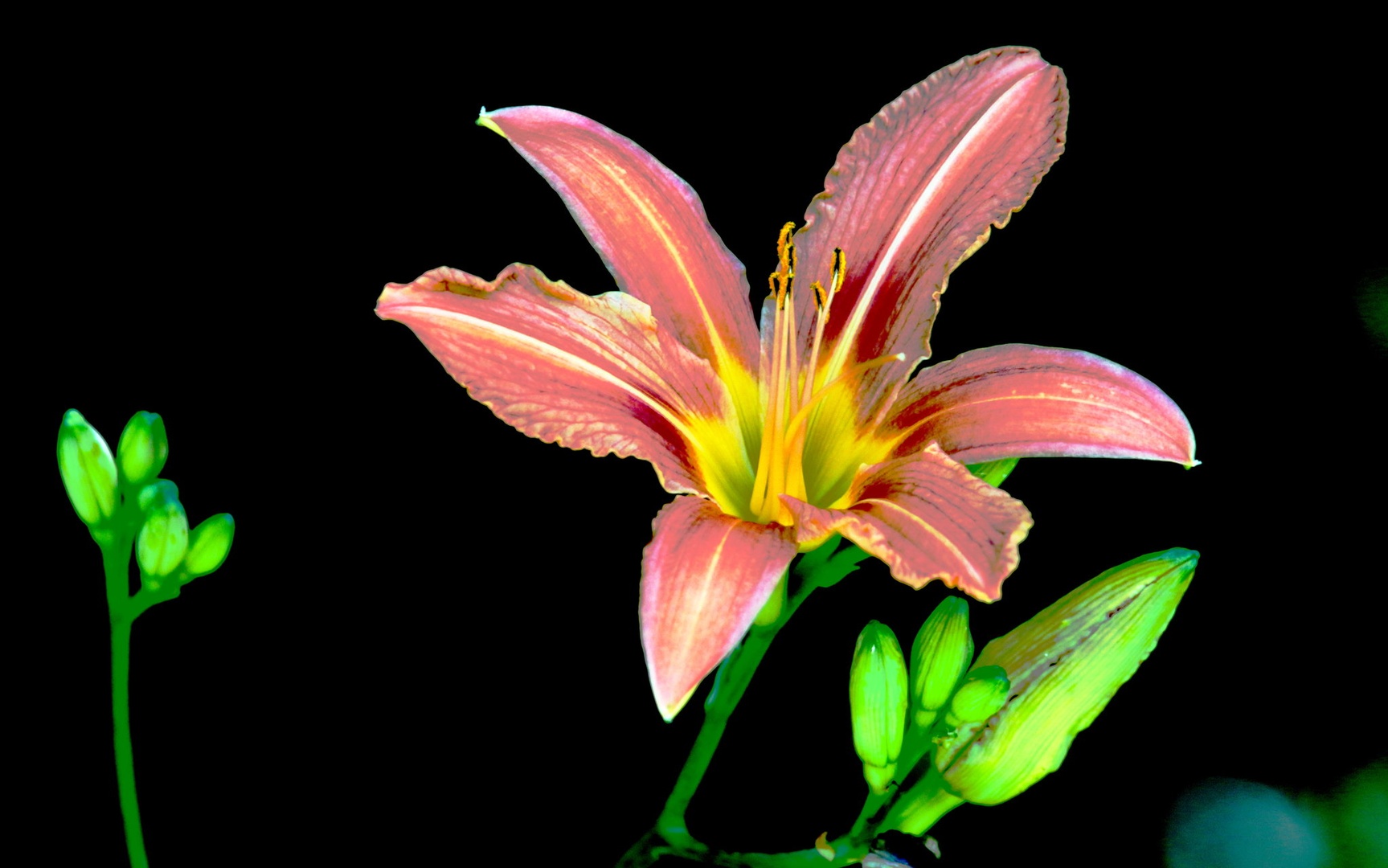 Lilija by Gregory Senica