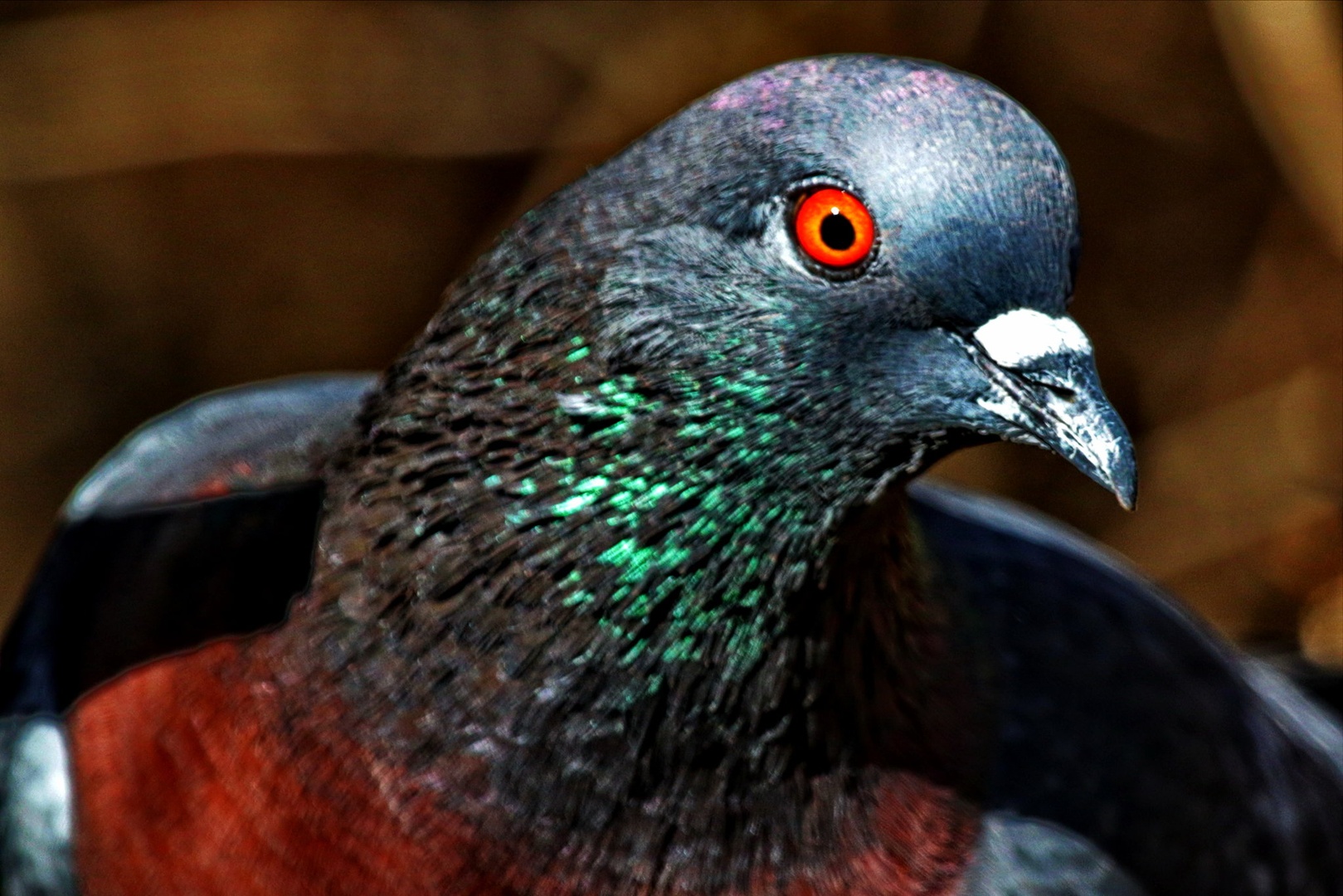 Radoveden by Gregory Senica