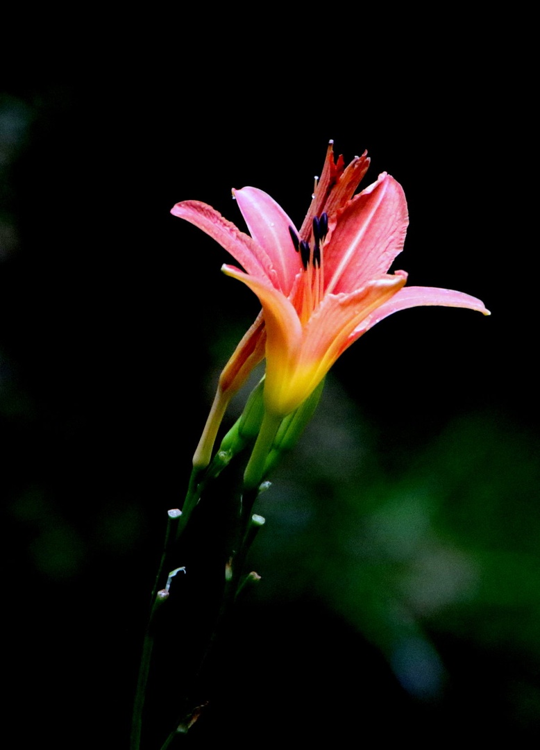 Lilija by Gregory Senica