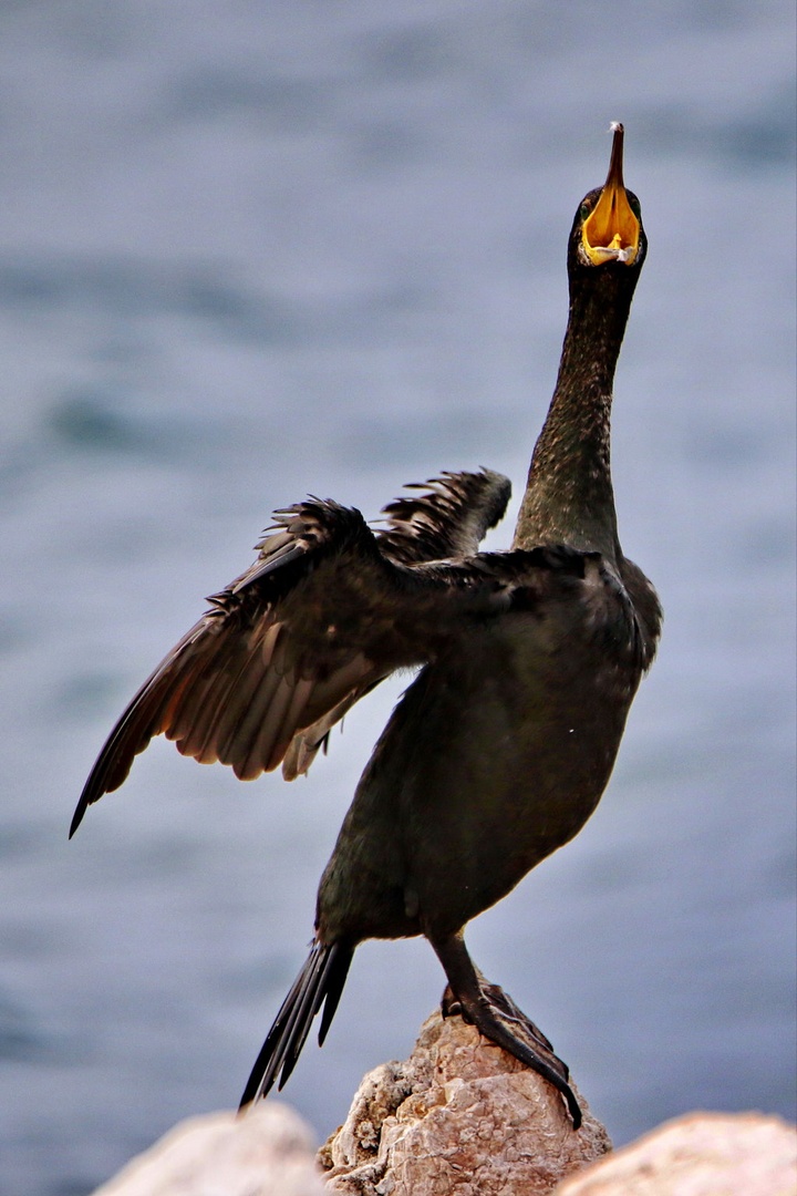 Haaloooo by Gregory Senica