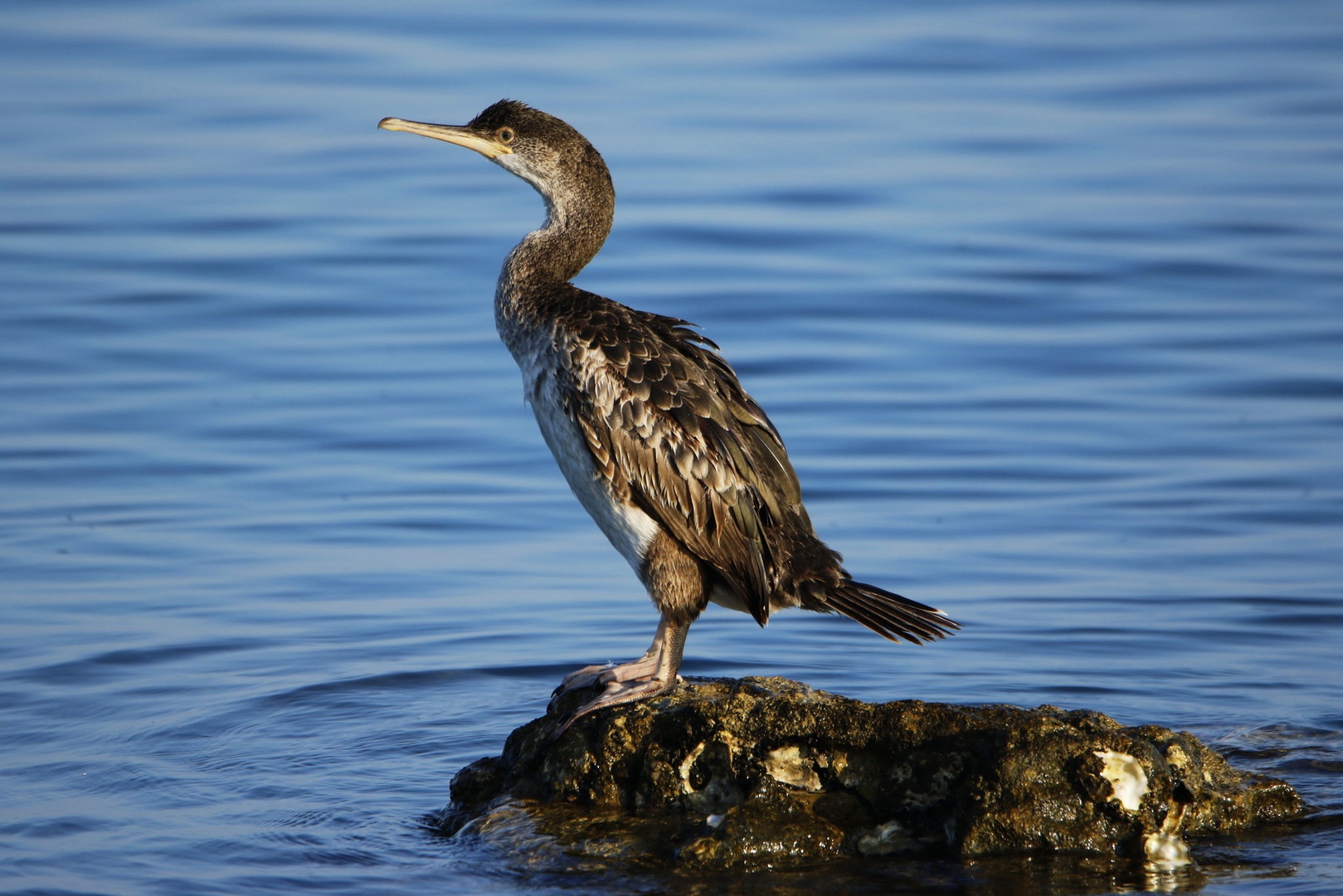 Kormoran by Gregory Senica