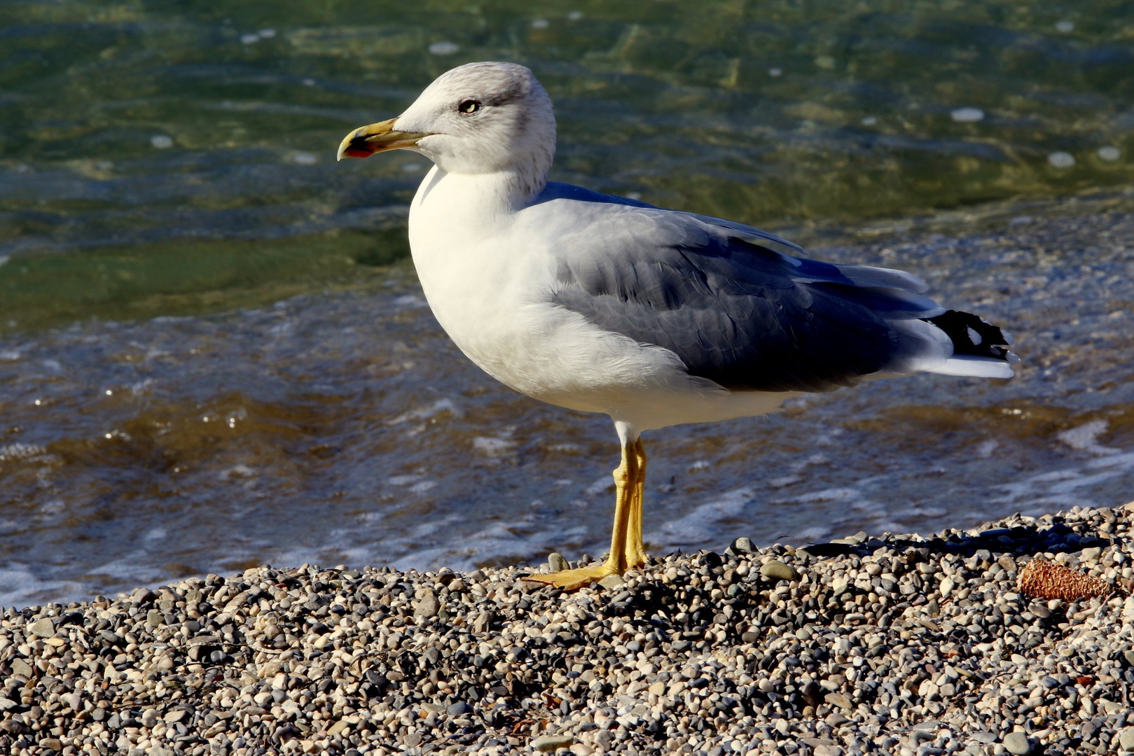 Rumenonogi galeb by Gregory Senica