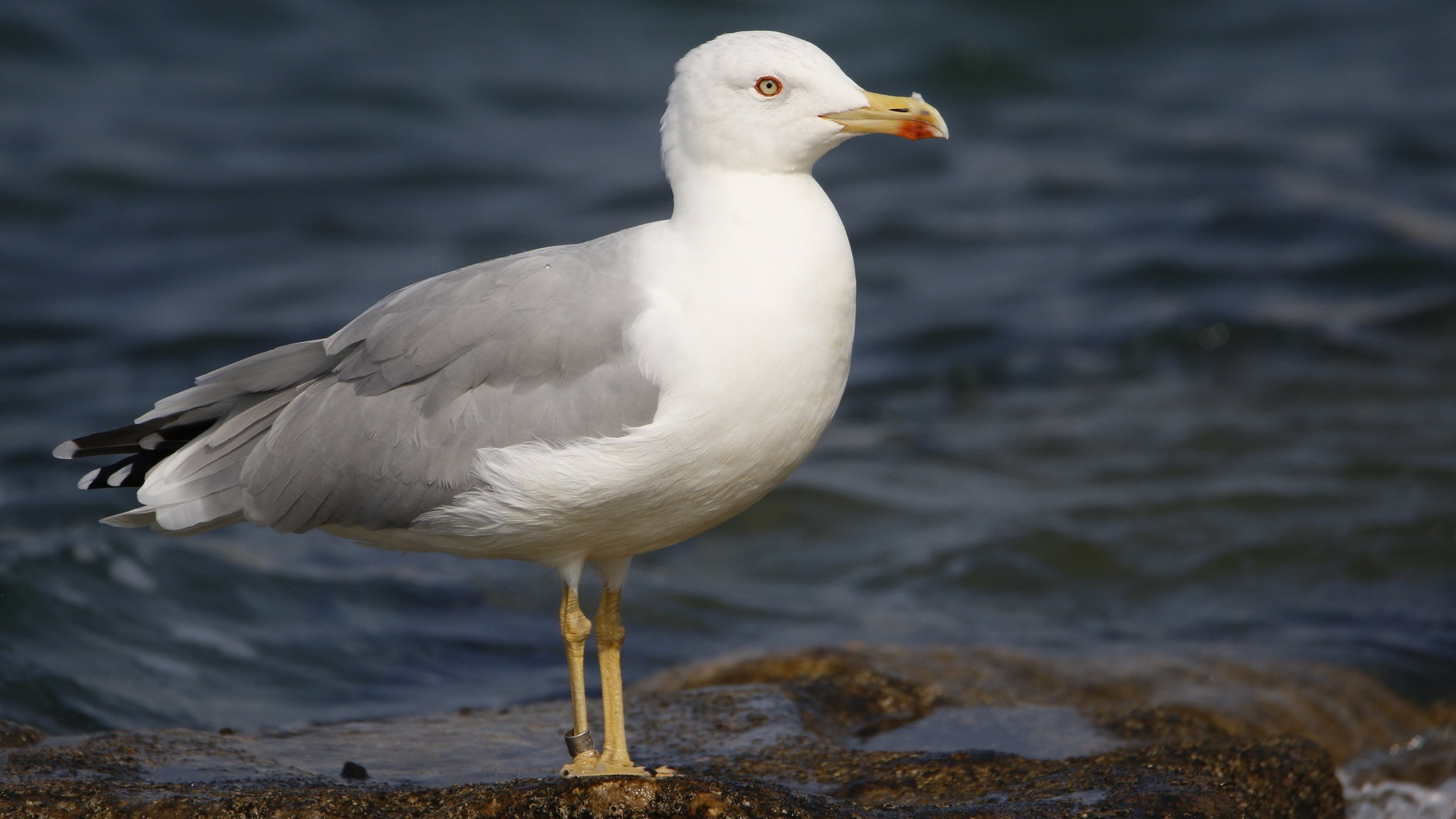 Rumenonogi galeb by Gregory Senica