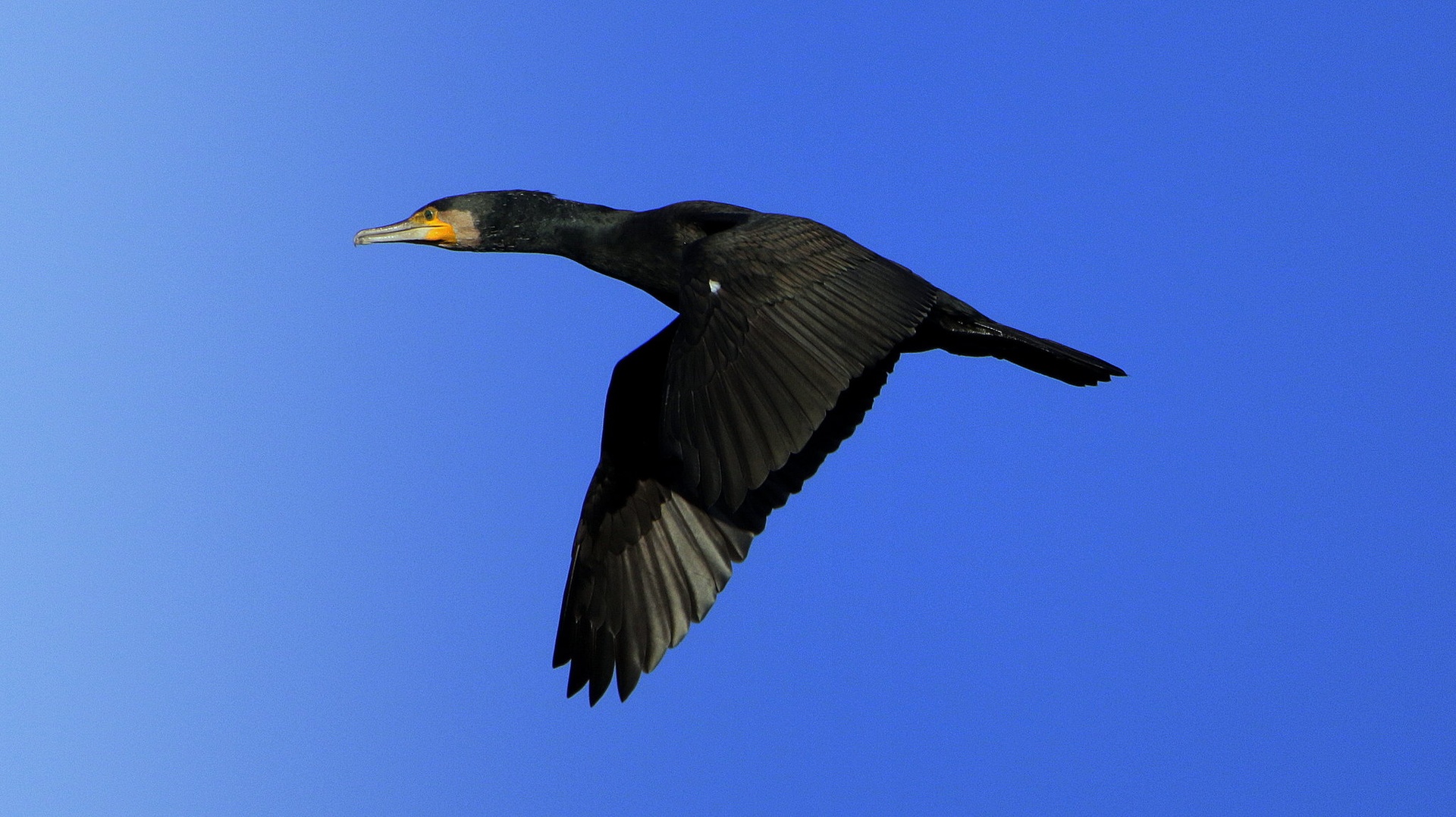 Kormoran by Gregory Senica