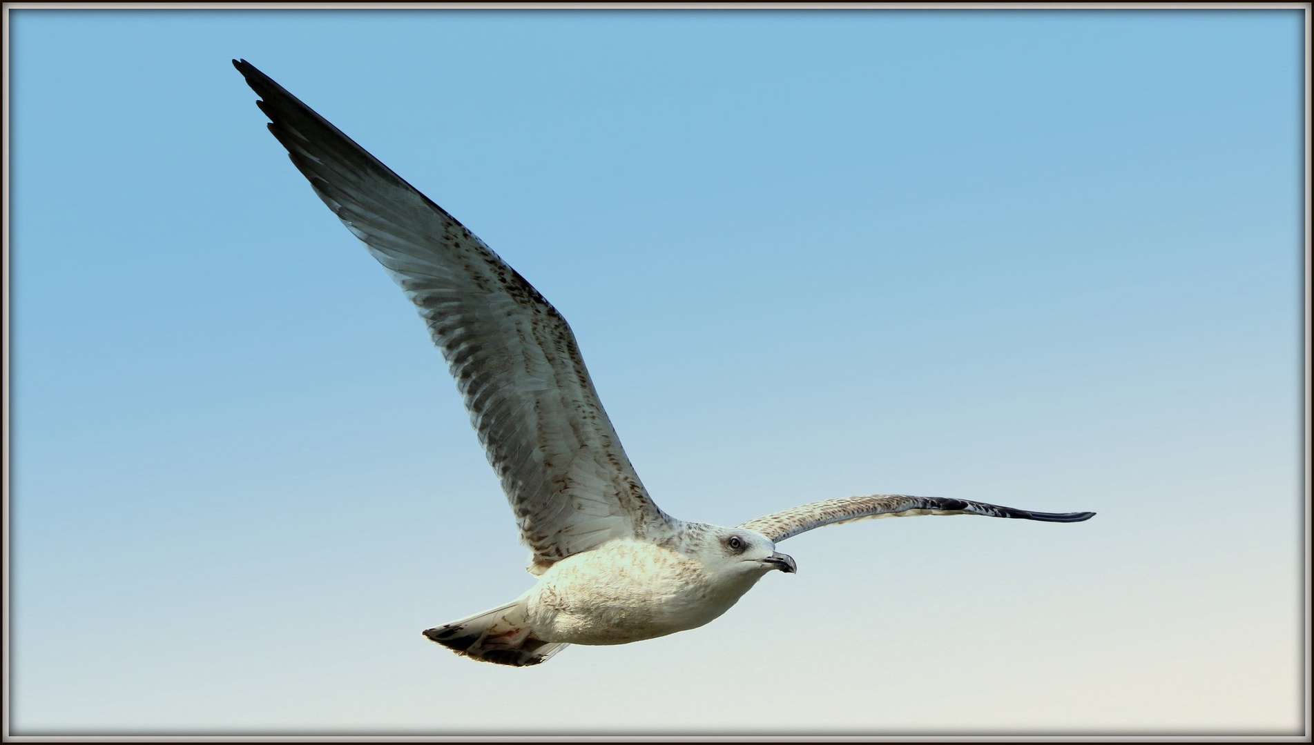 Galeb by Gregory Senica