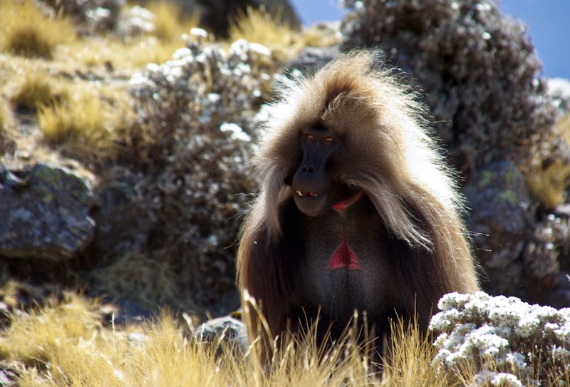 Gelada Warrior by ptxk10