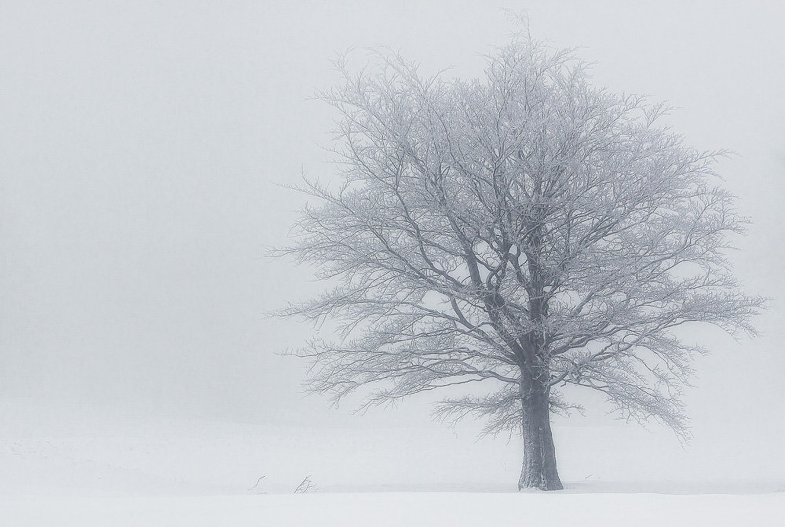 Foggy tree... by Patrik Zaborac