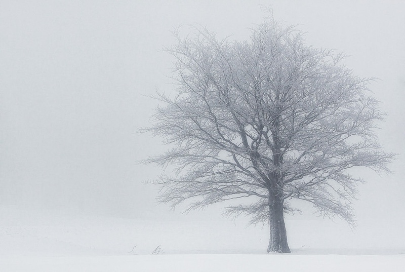 Foggy tree... by Patrik Zaborac