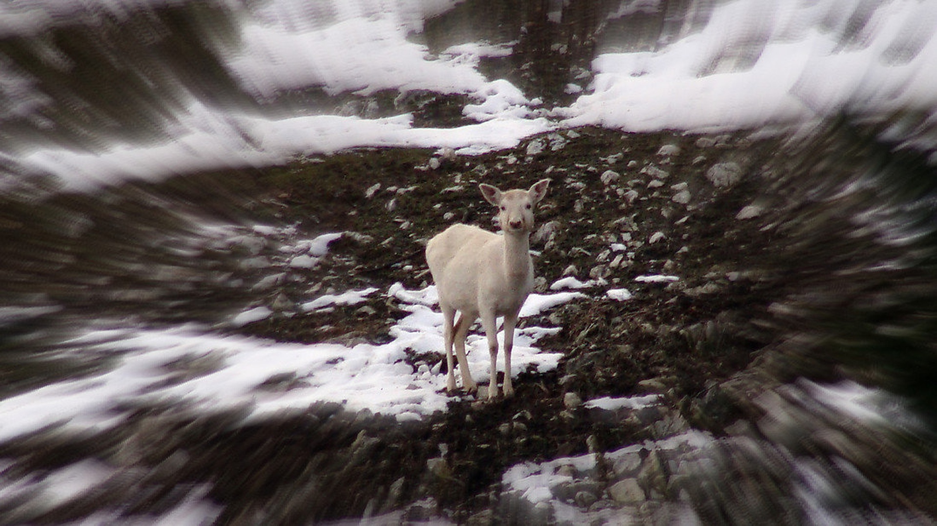 Bela srna - Albino deer by CarlZeiss