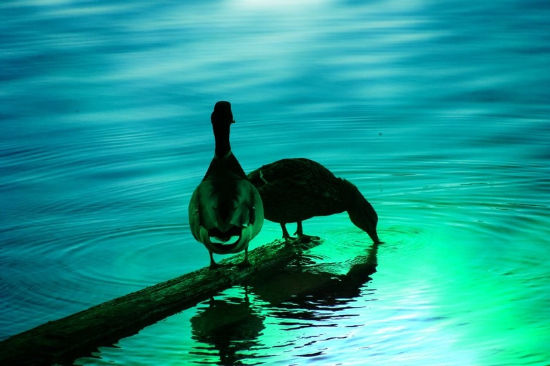 Ducks on the deck by CarlZeiss