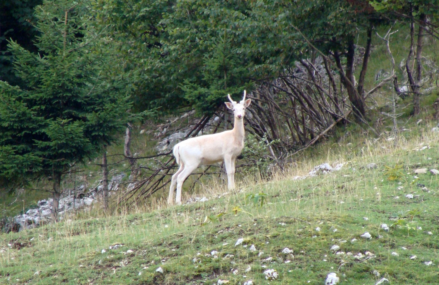 Albino Deer by CarlZeiss