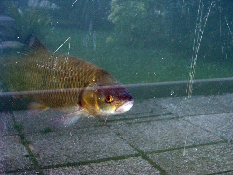 A fish out of water by CarlZeiss