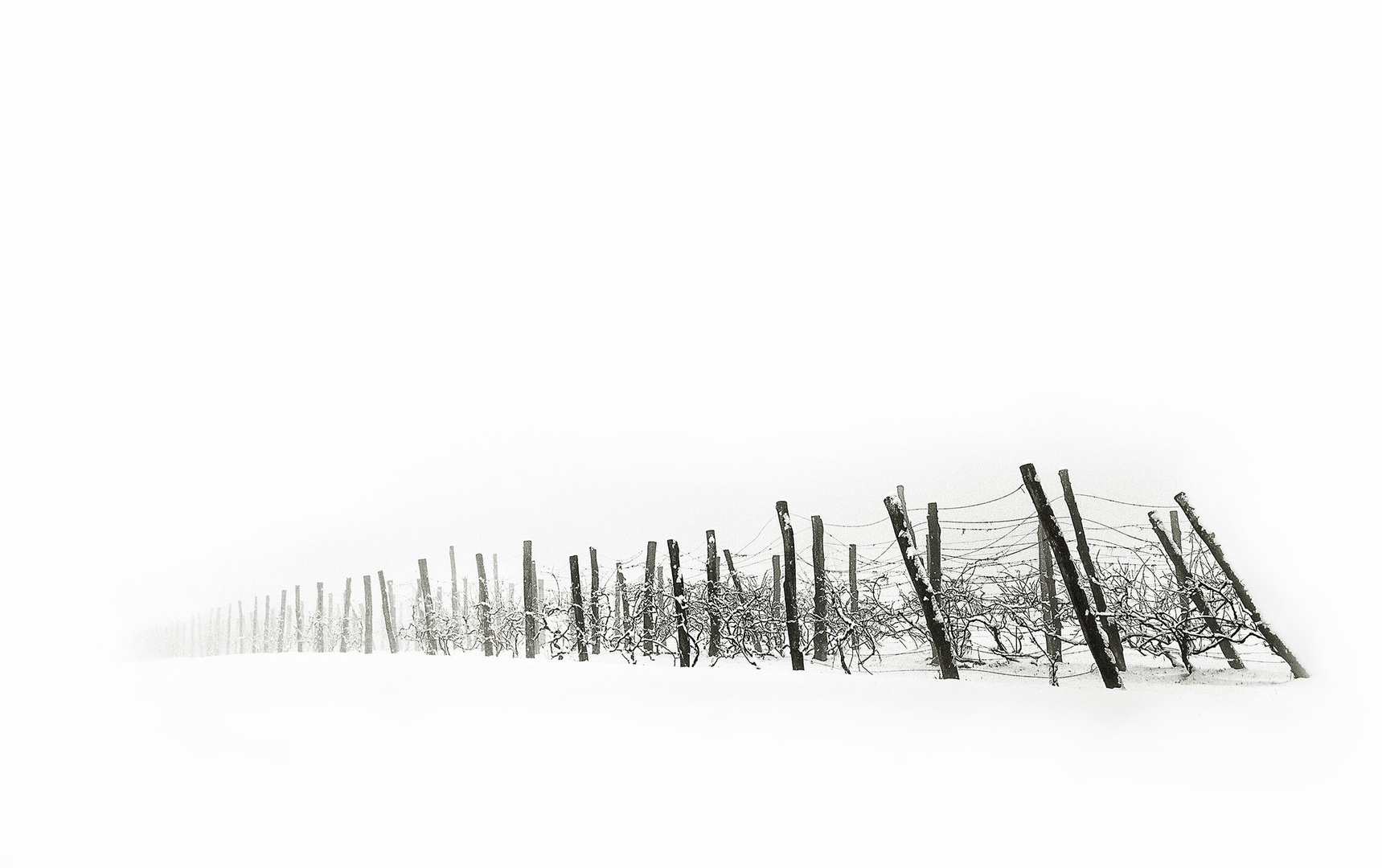 Vinograd by Saša Krušnik