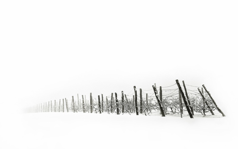 Vinograd by Saša Krušnik