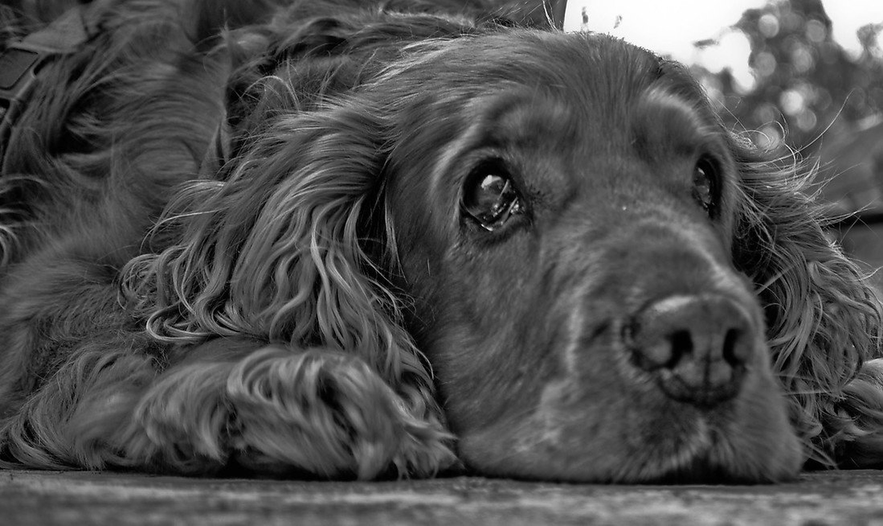 Misko :) by Nina