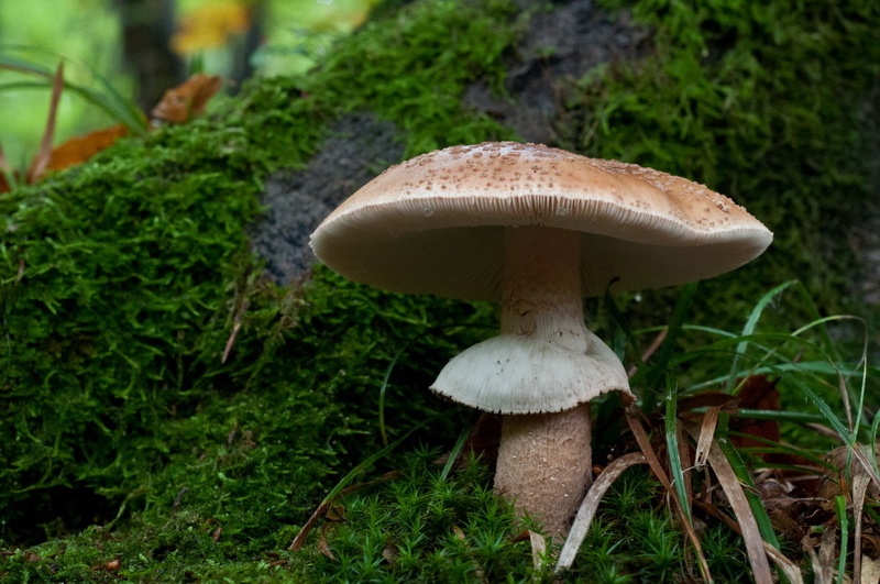 Smurfland by Simon V