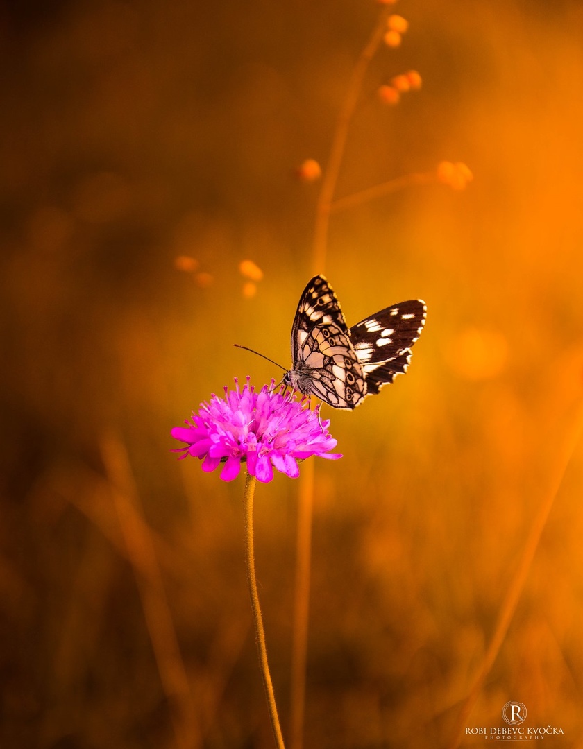 Metulj na cvetu. by Robi DebevcKvocka: Photography