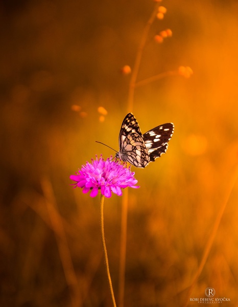Metulj na cvetu. by Robi DebevcKvocka: Photography