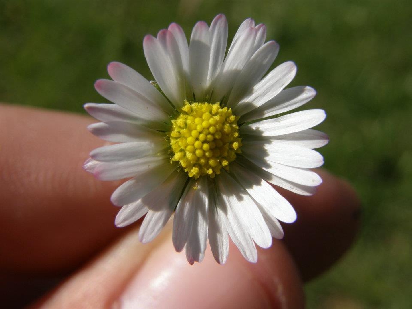 Flowers by Sašo Kranjc