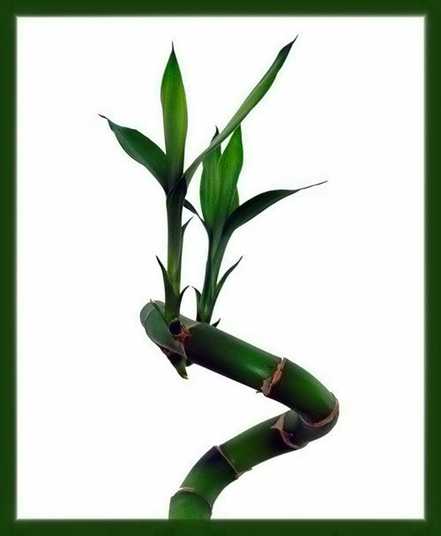 Lucky bambu by