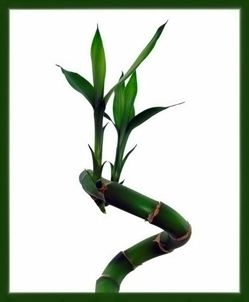Lucky bambu by kiwi