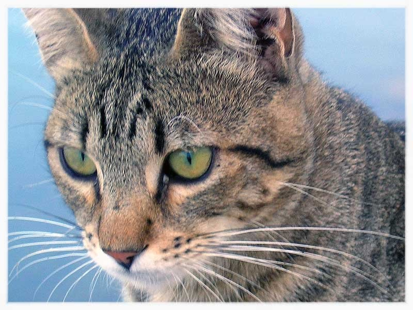 Cat by