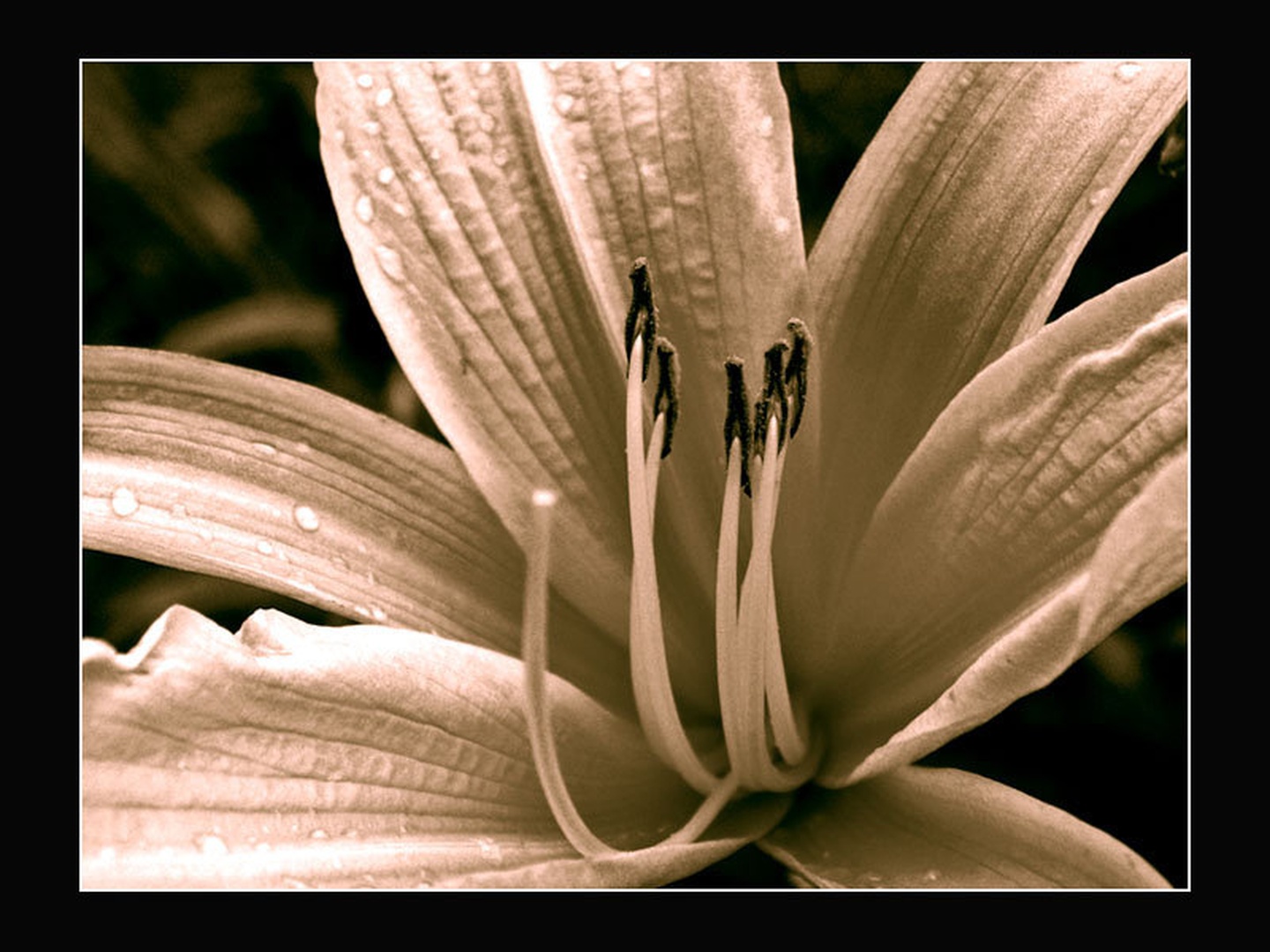 Beauty... by