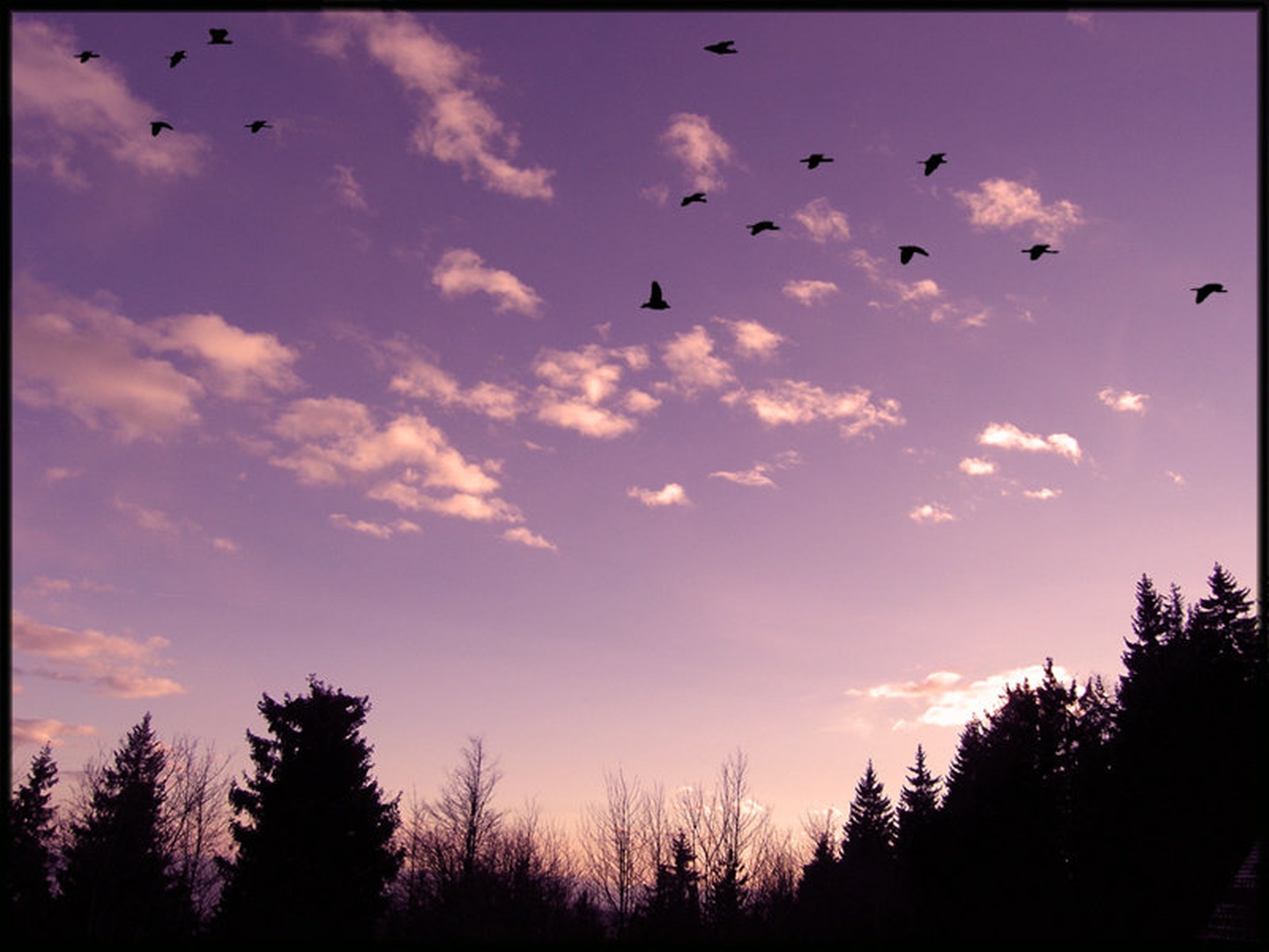 Birds fly in the sky by