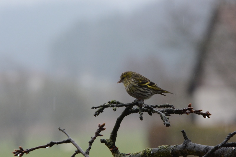 Rainy day by Andraz P