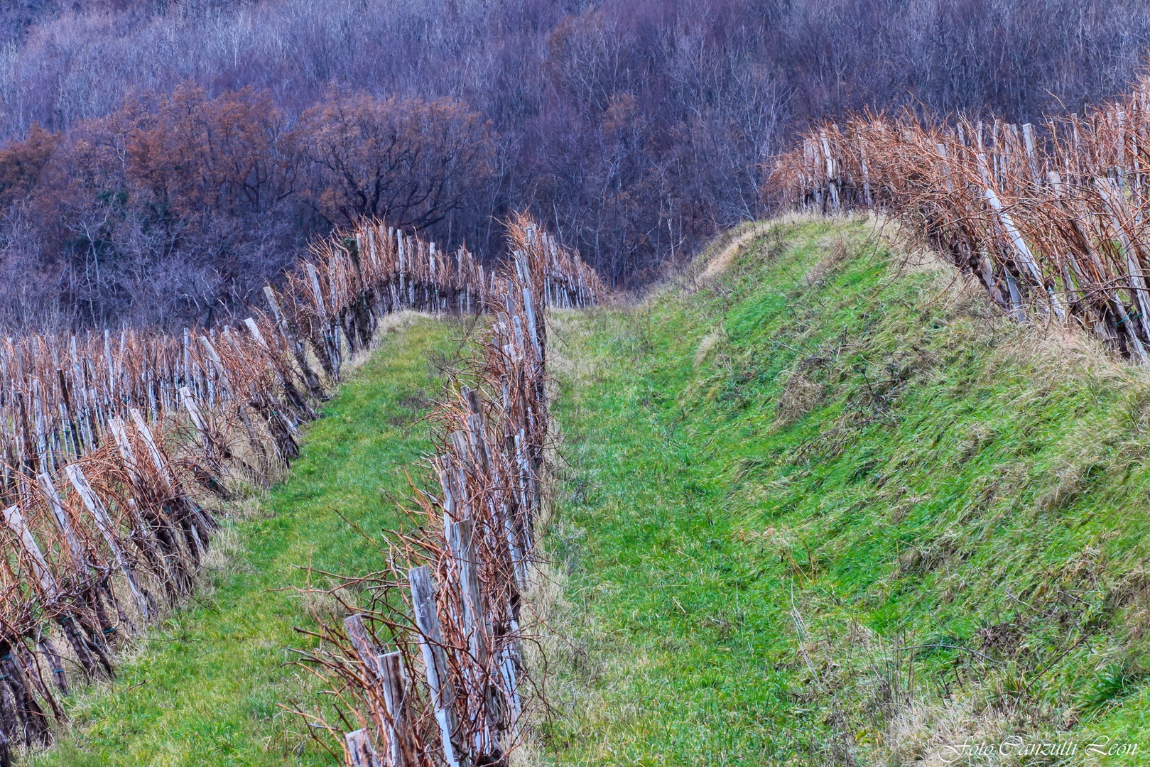 Vinograd by Leon