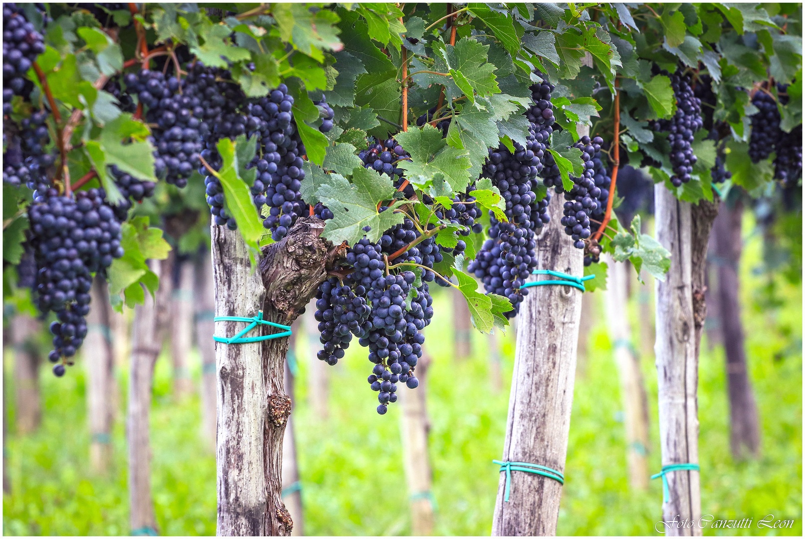 Vinograd by Leon