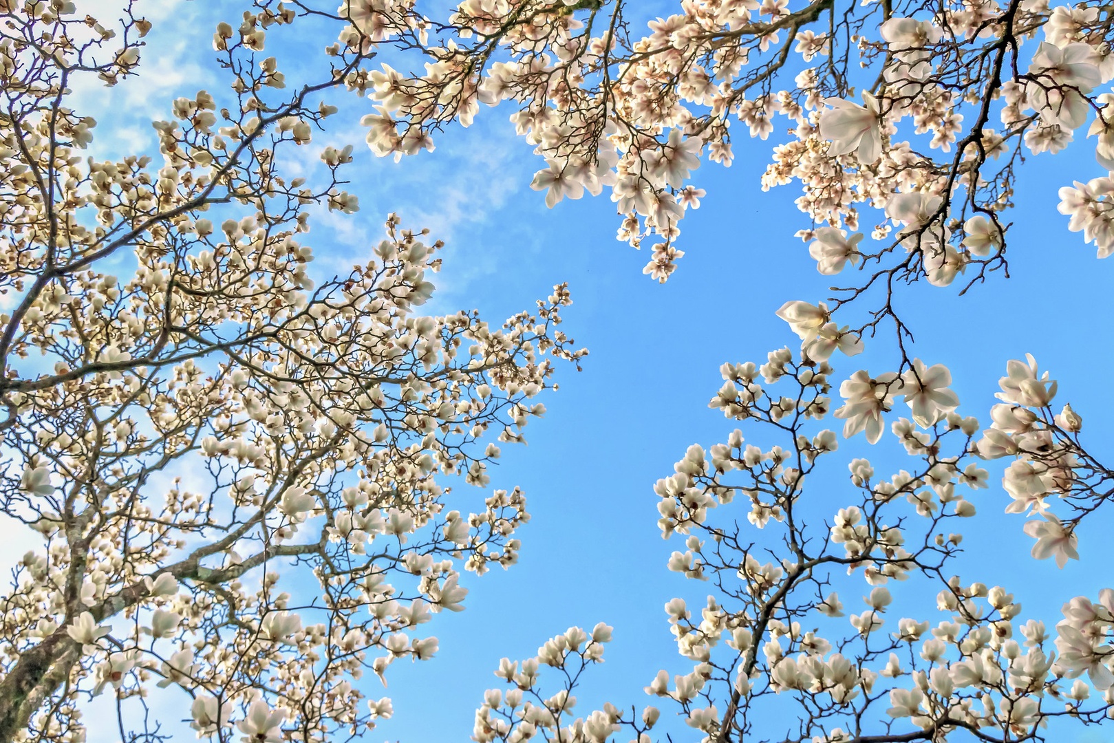 Magnolija by Leon