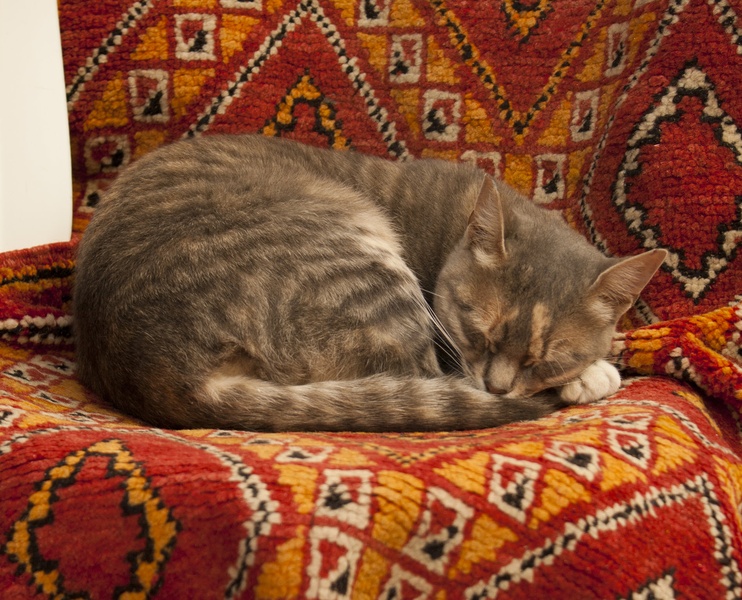 Sweet dreams by Petra