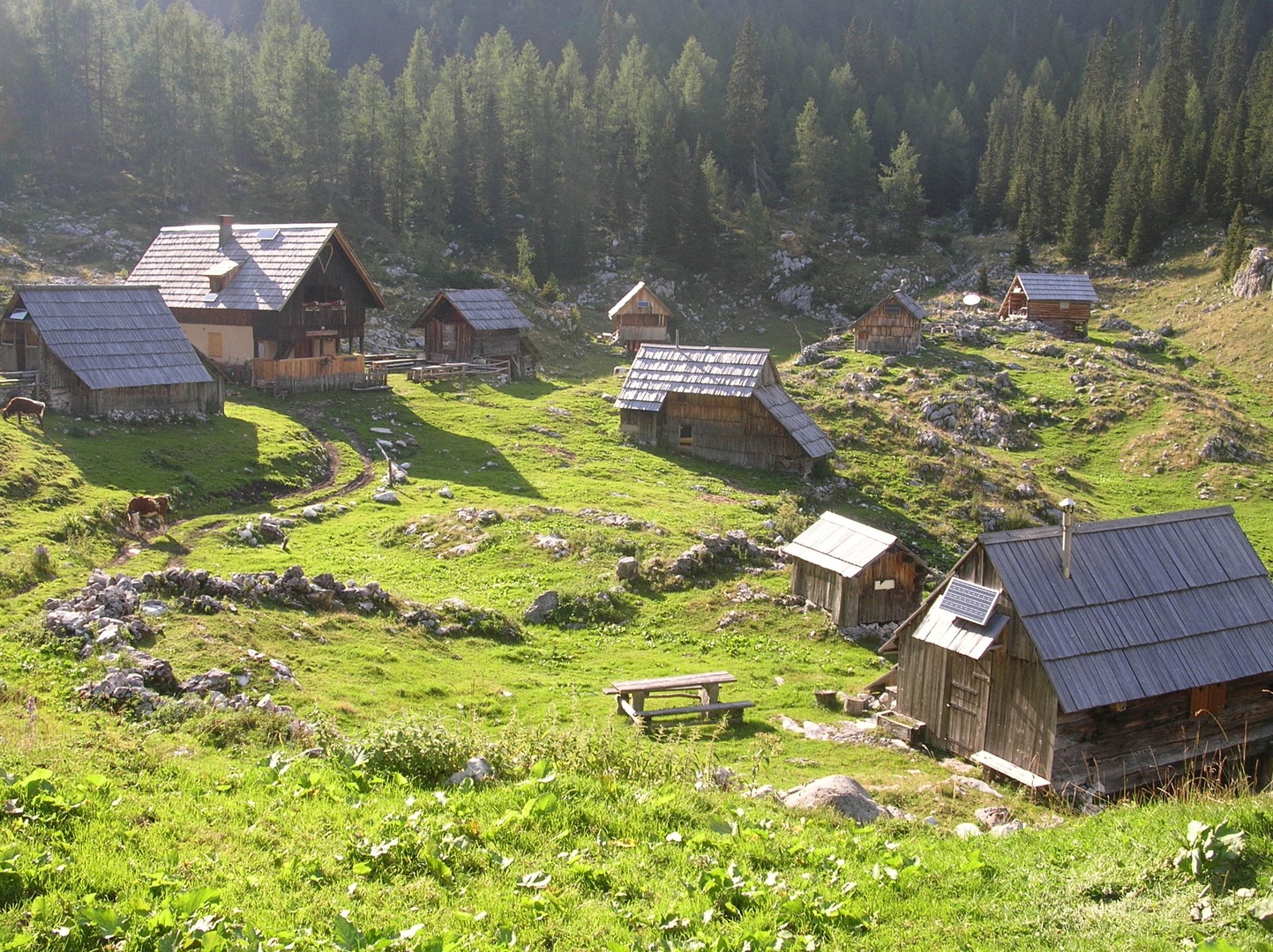 Dedno polje by Janko