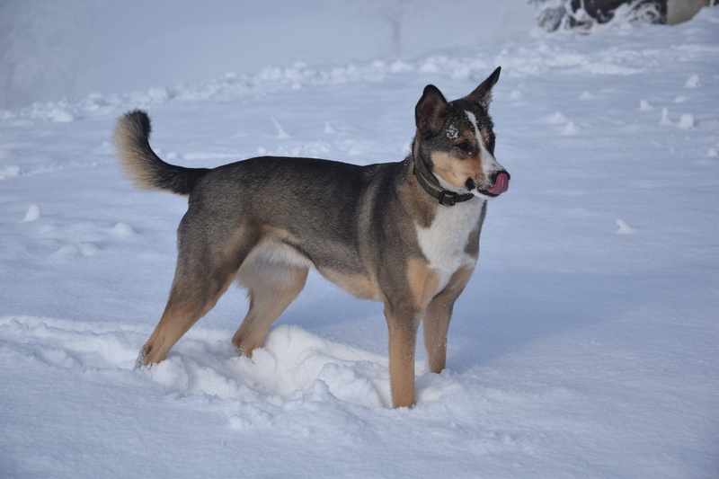 dober sneg by Janko