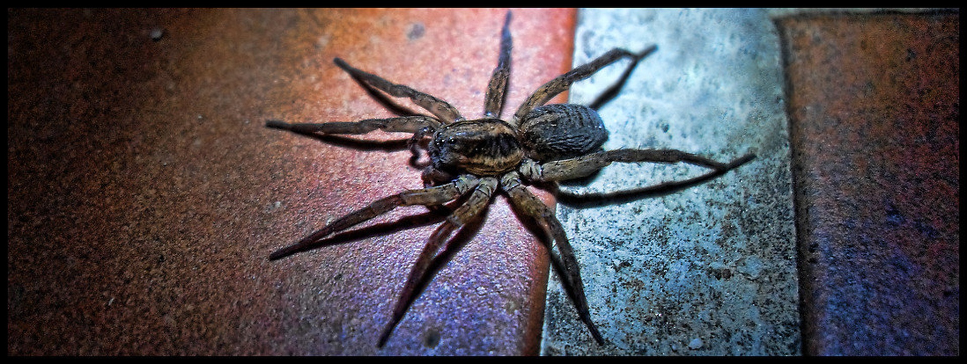 Pajek od blizu by Hojnik Photography