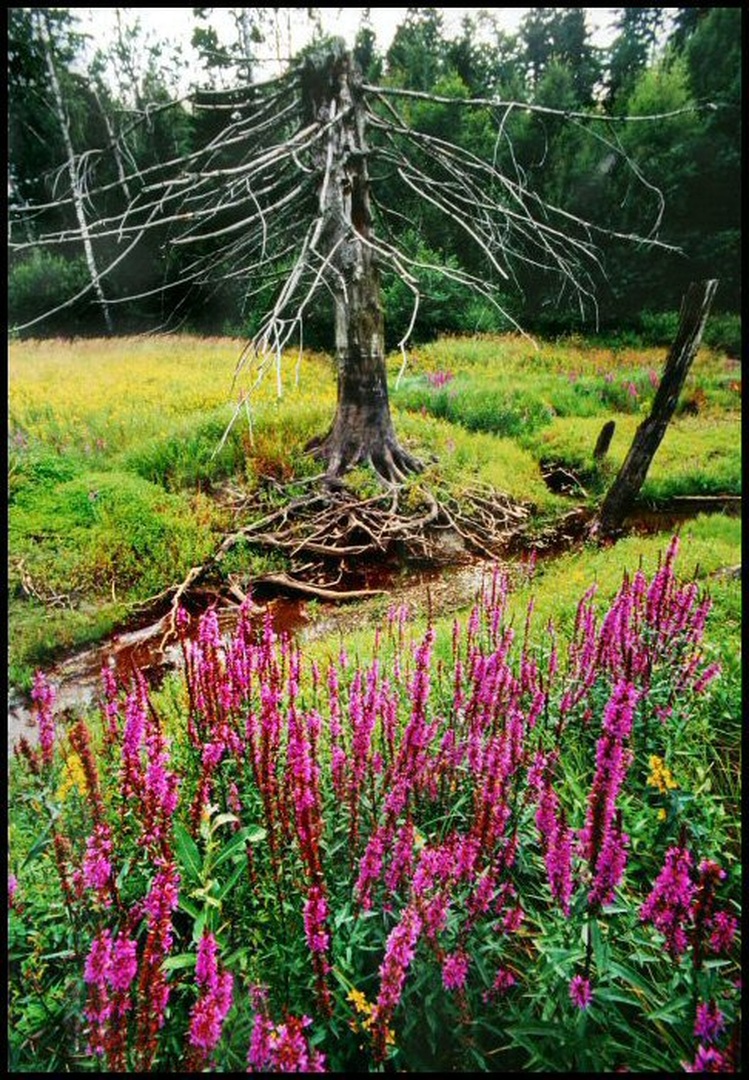 swamp by