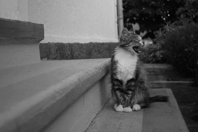 Meow by Mitja Cvetko