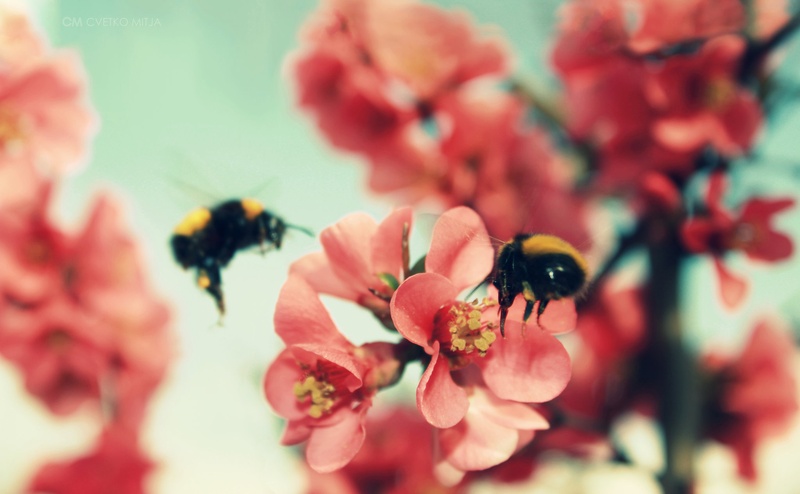 BUMBLEBEES. by Mitja Cvetko